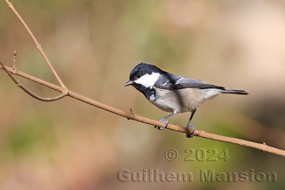 Periparus ater - Mésange noire