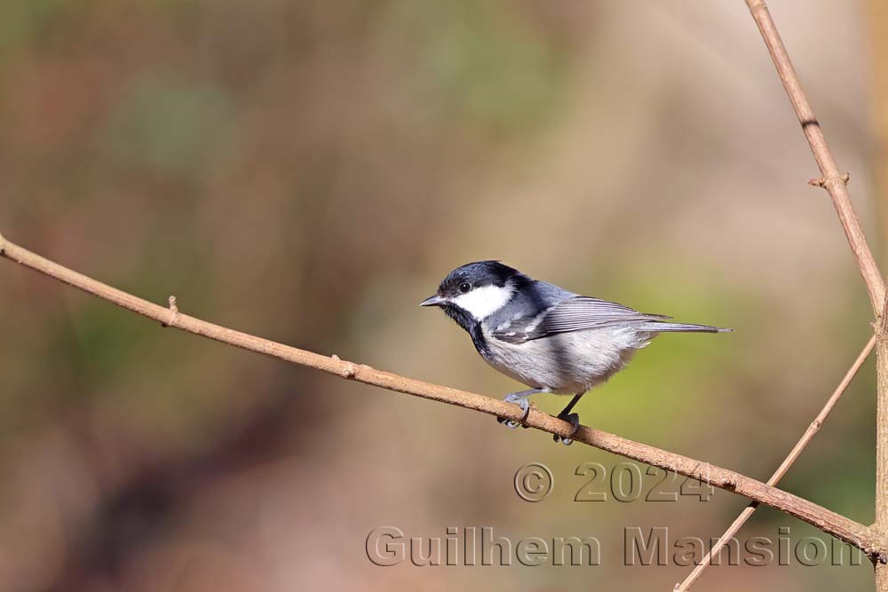 Periparus ater