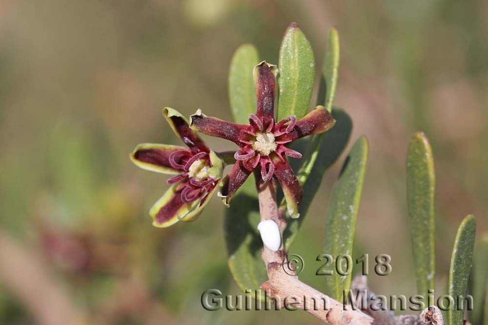 Famille - Apocynaceae