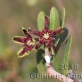 Famille - Apocynaceae