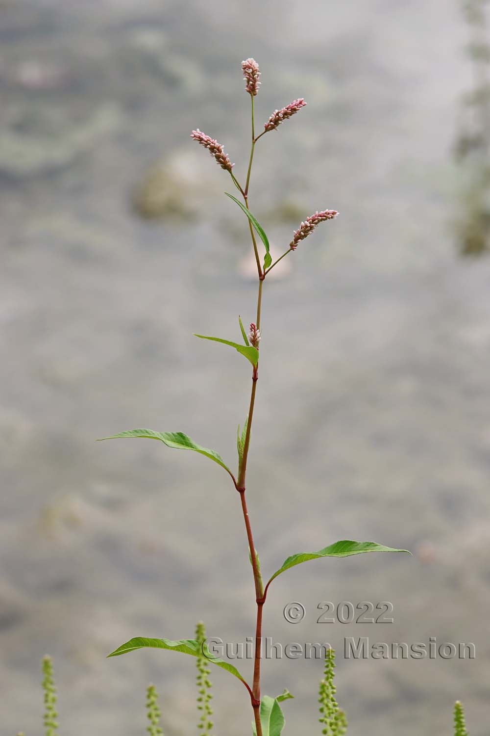 Persicaria maculosa [Polygonum persicaria]