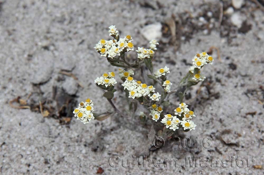 Petalacte coronata