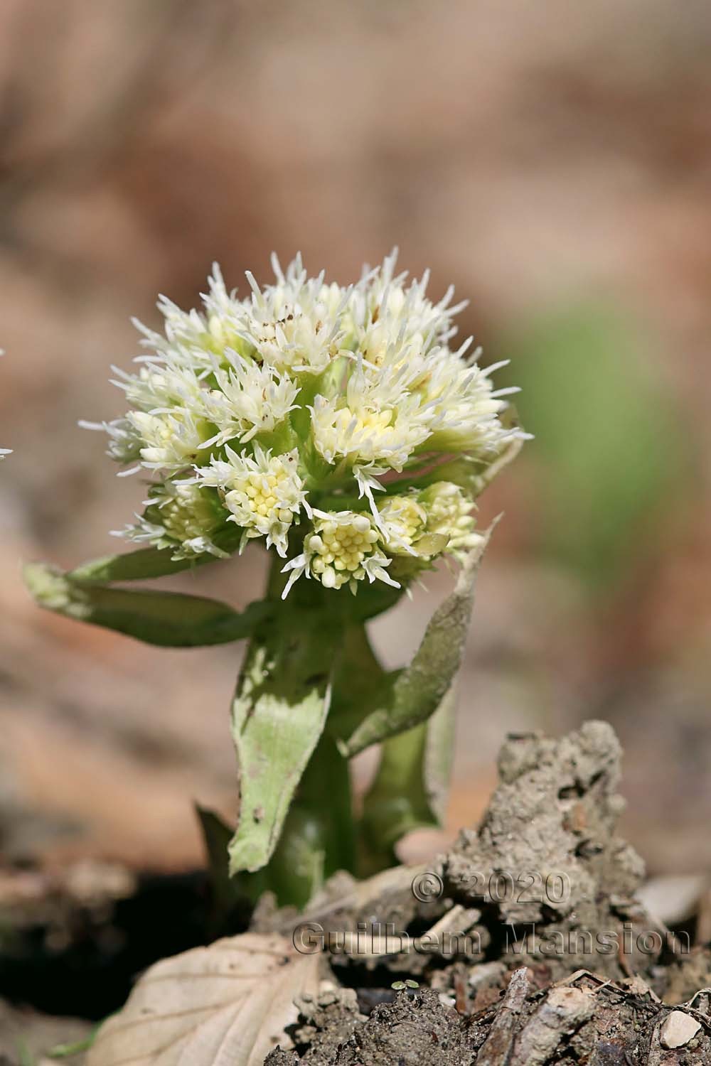 Petasites albus