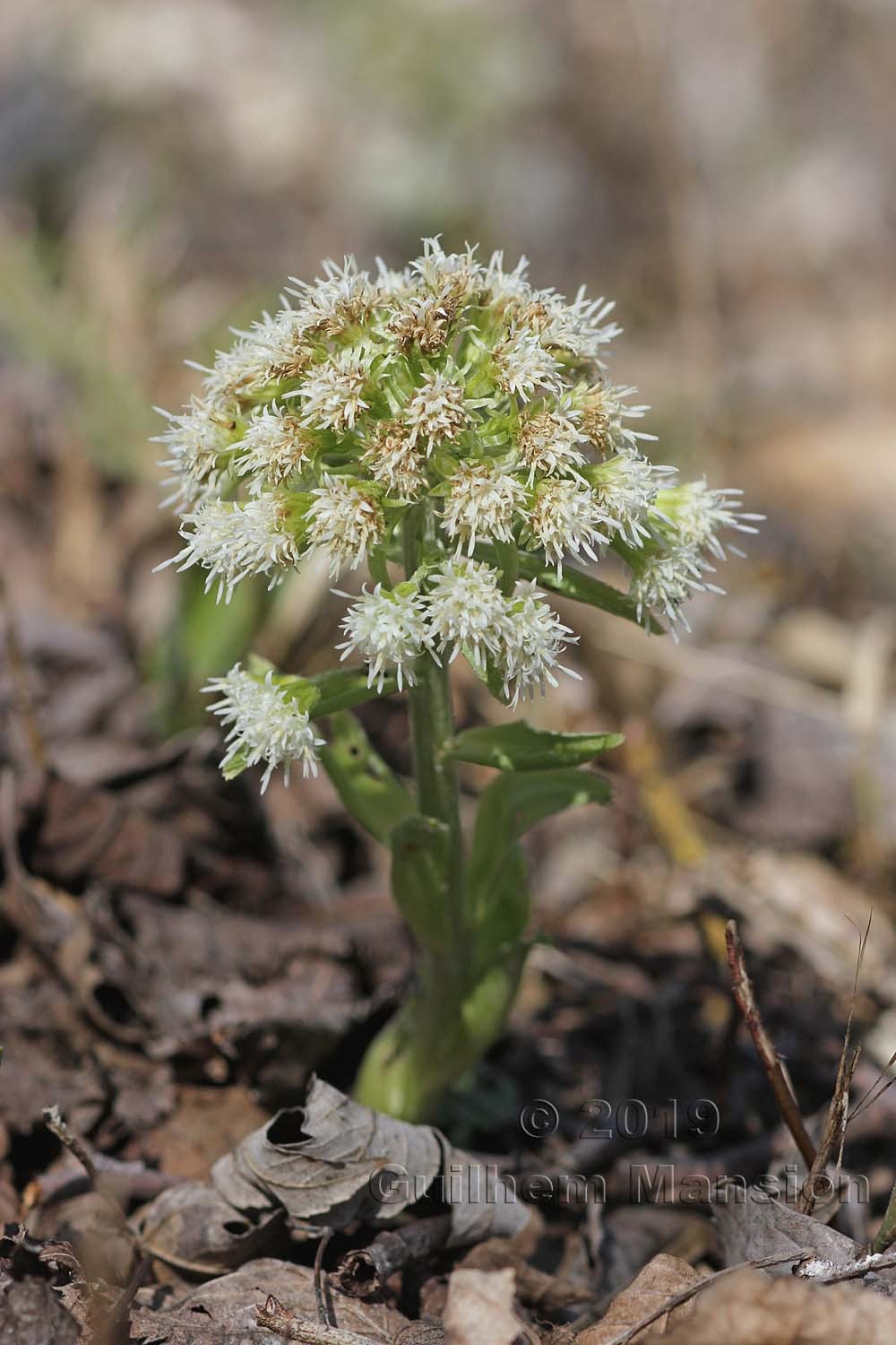 Petasites albus