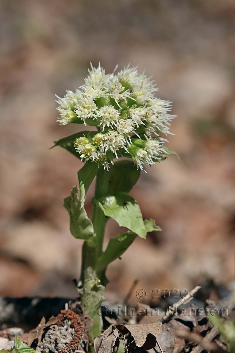 Petasites albus