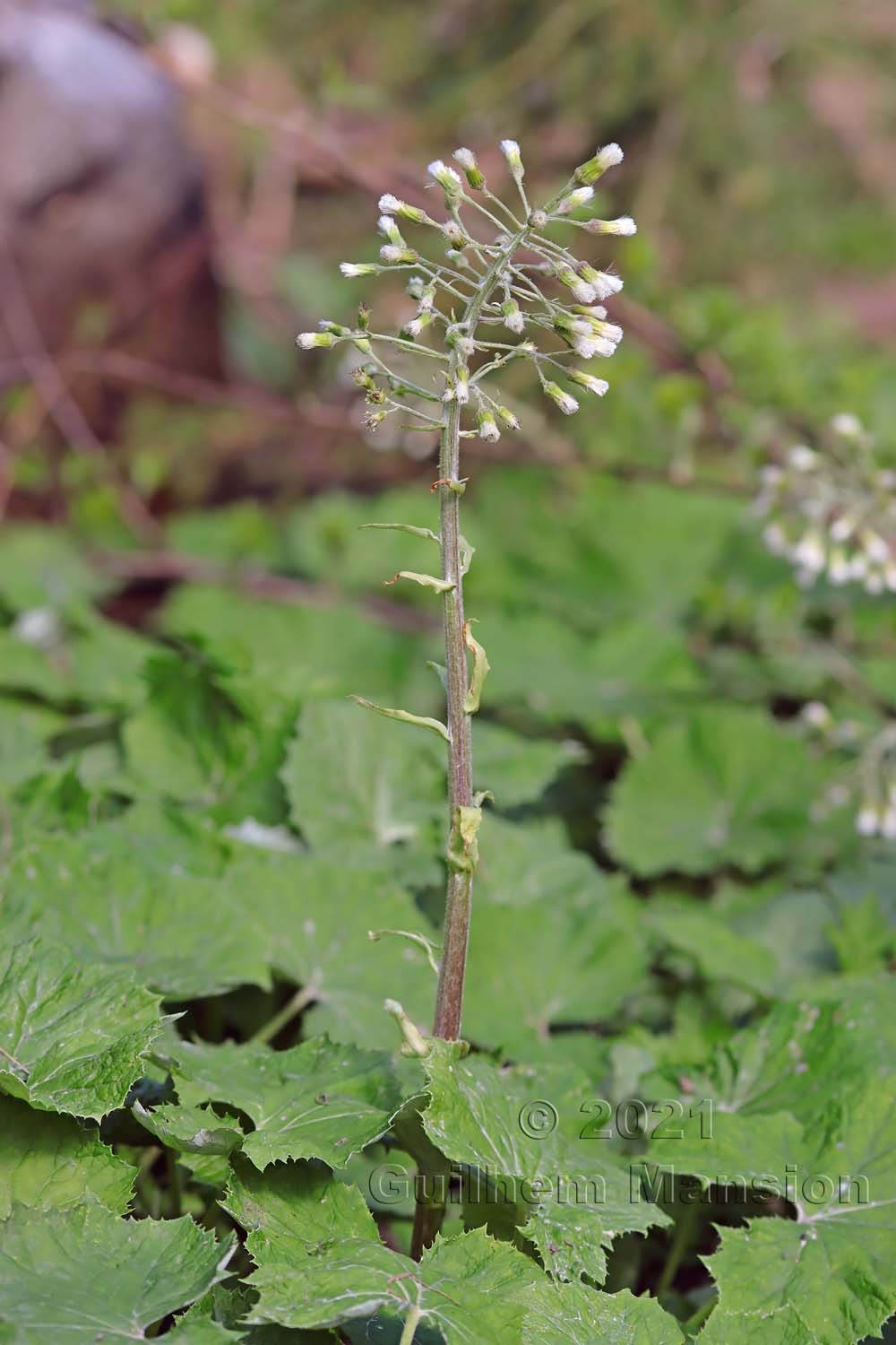 Petasites albus