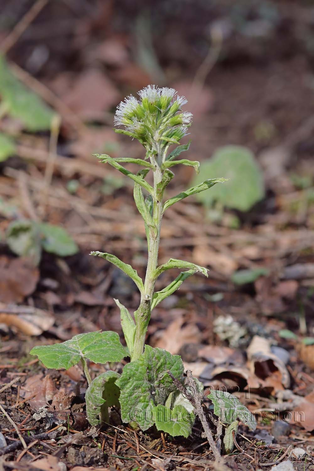 Petasites albus