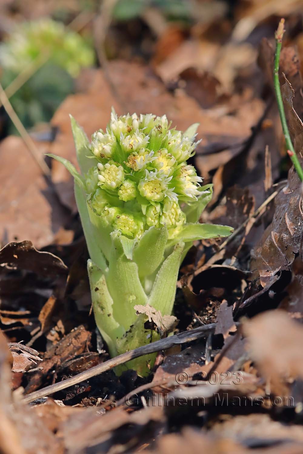 Petasites albus