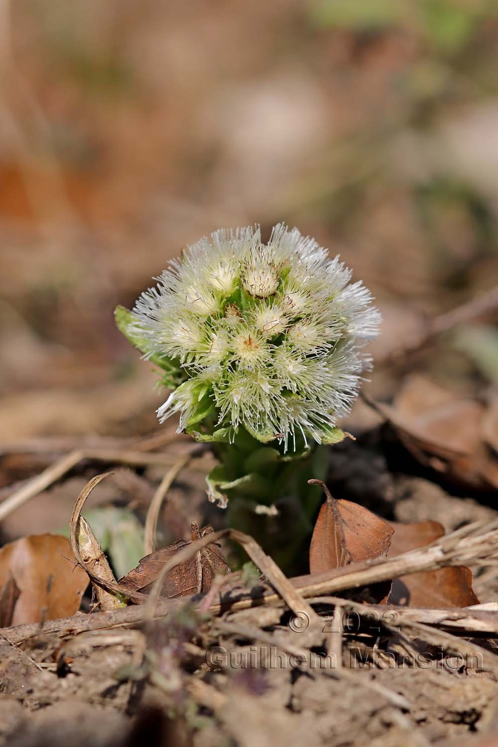 Petasites albus