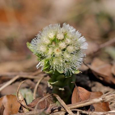 Petasites albus