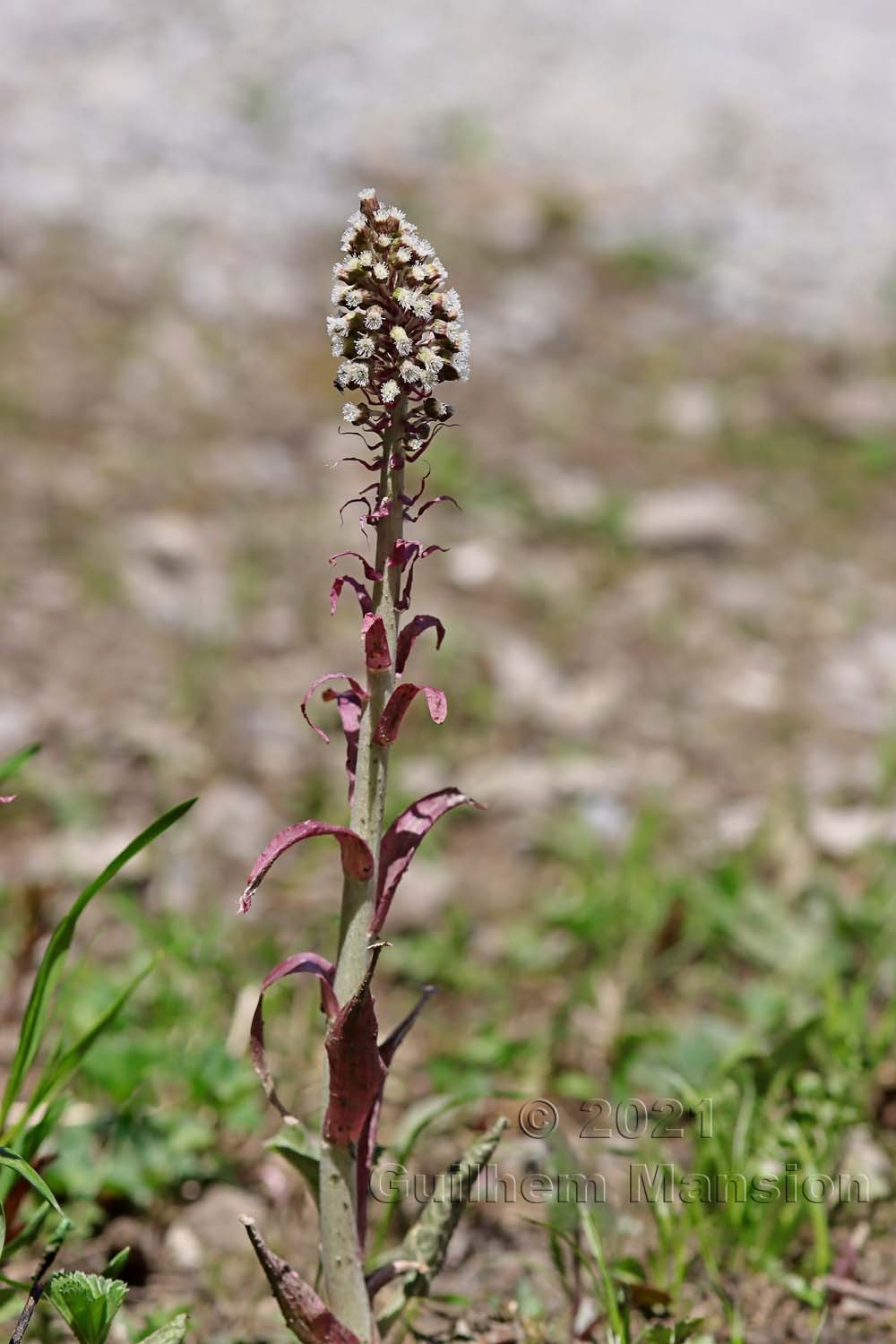 Petasites hybridus