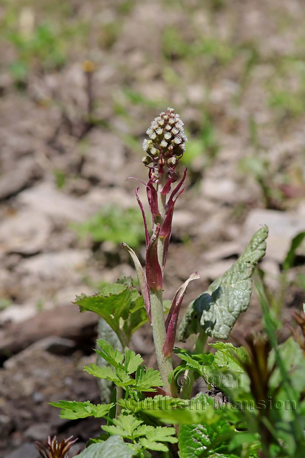 Petasites hybridus