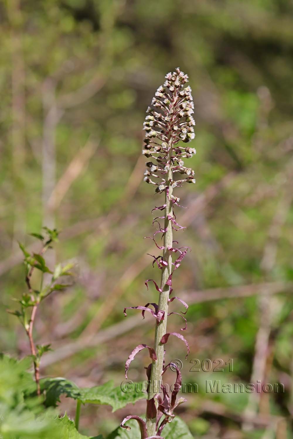 Petasites hybridus