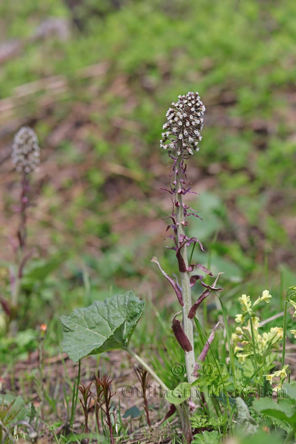 Petasites hybridus