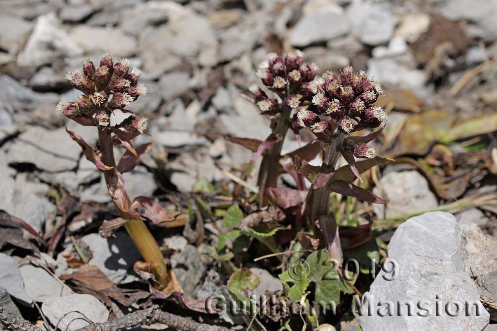 Petasites paradoxus