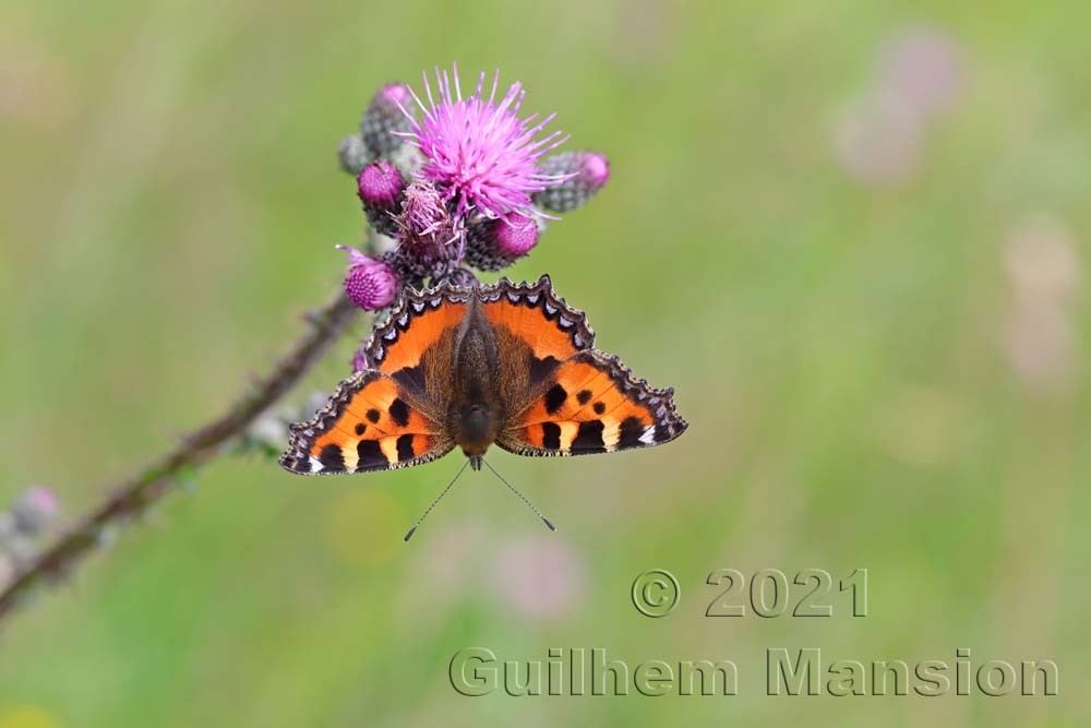 Aglais urticae [Petite tortue]