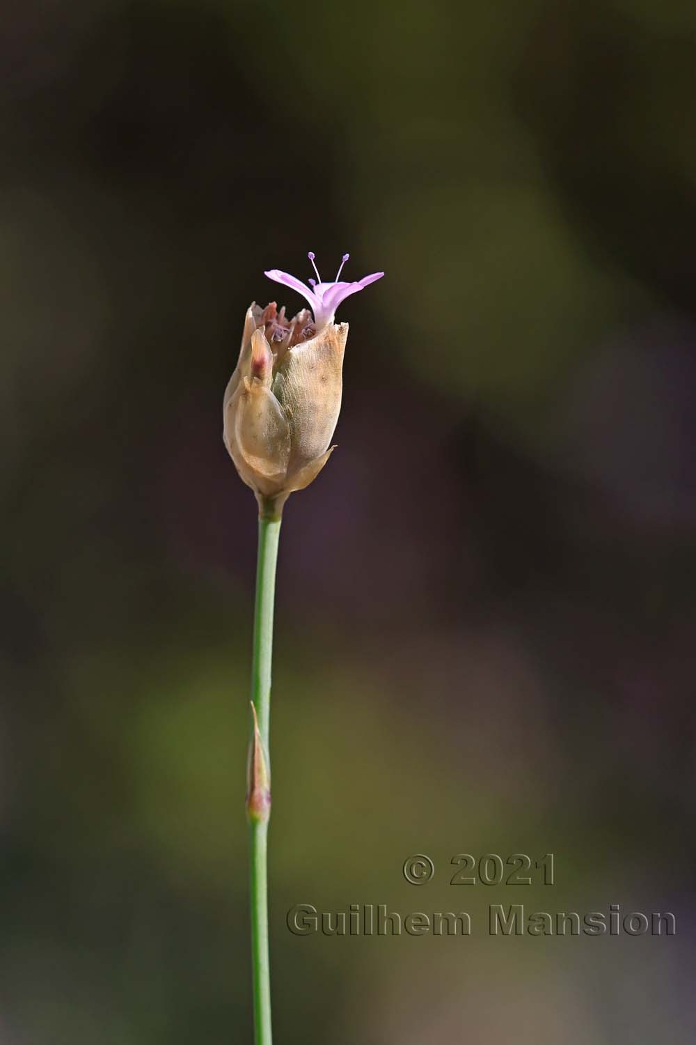 Petrorhagia prolifera