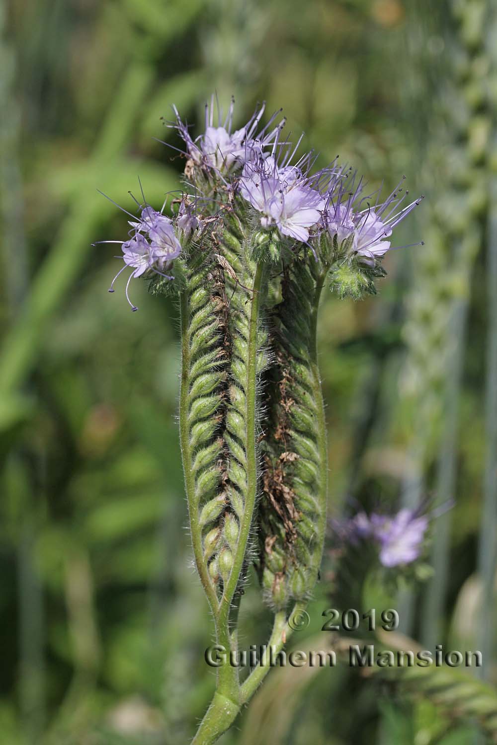 Phacelia tanacetifolia