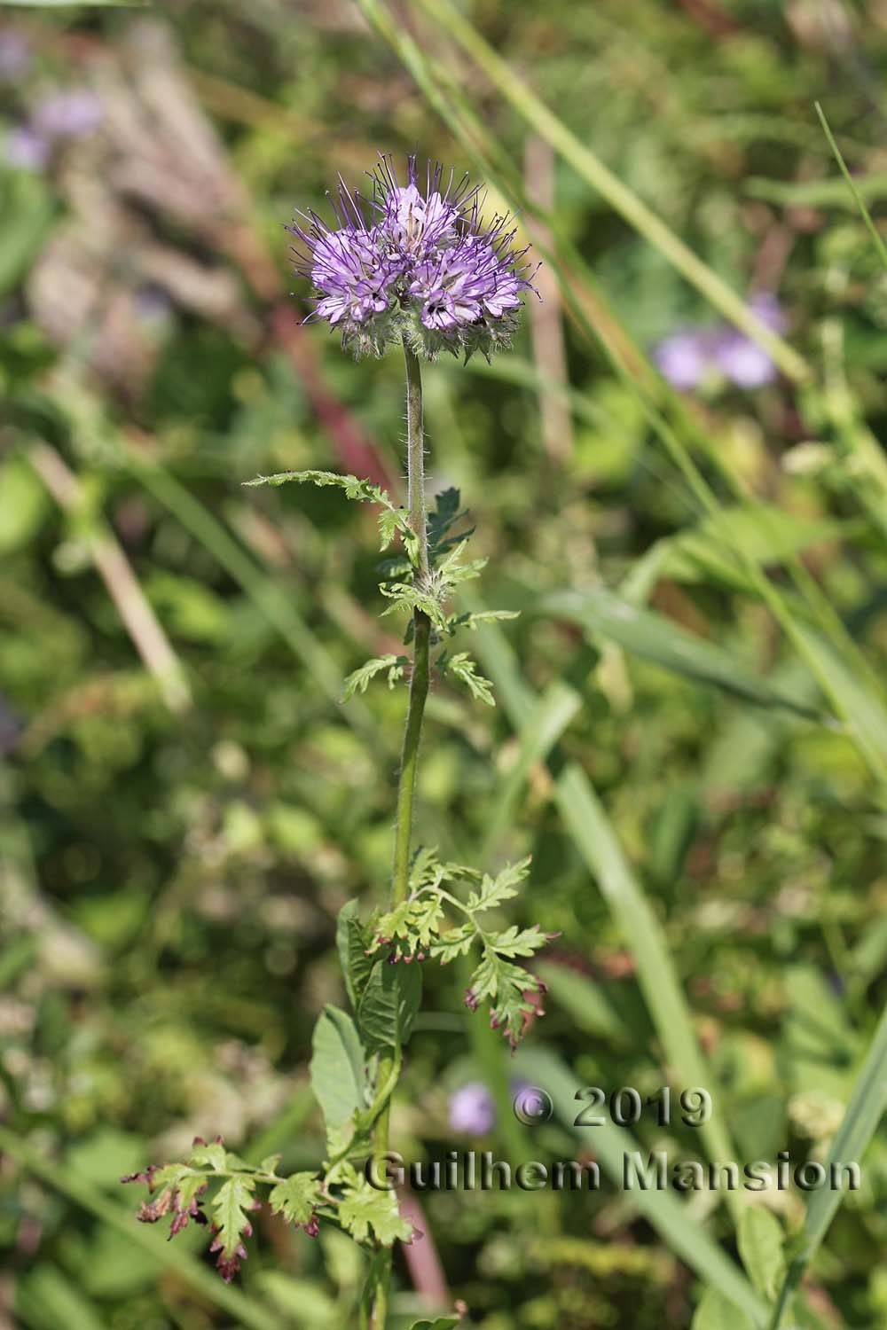 Phacelia tanacetifolia