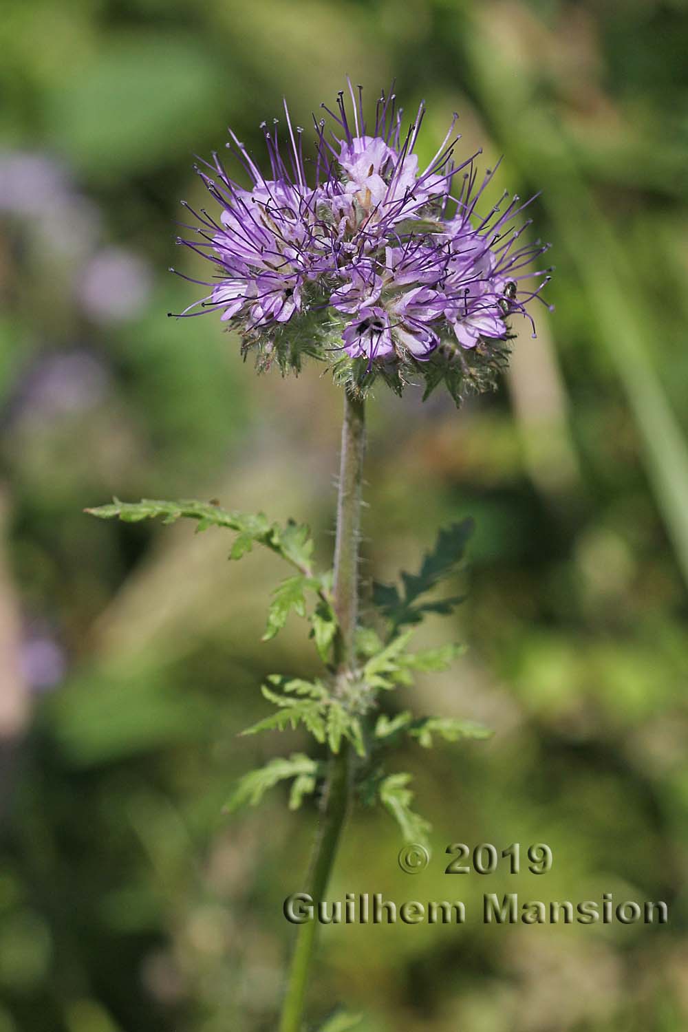 Phacelia tanacetifolia