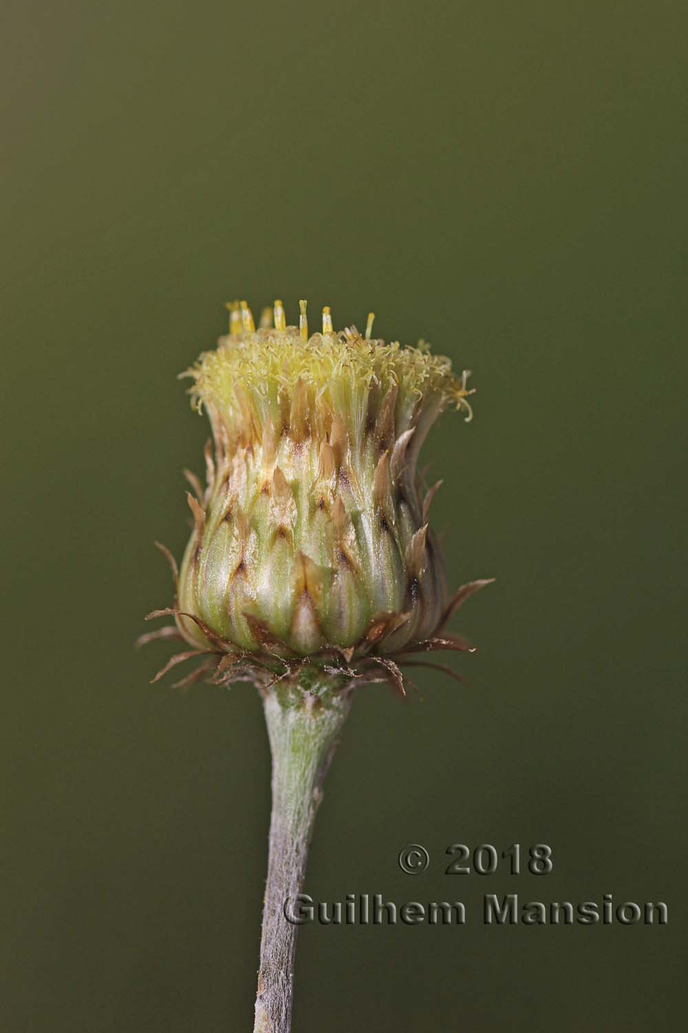 Phagnalon rupestre subsp. illyricum