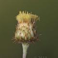 Phagnalon rupestre subsp. illyricum