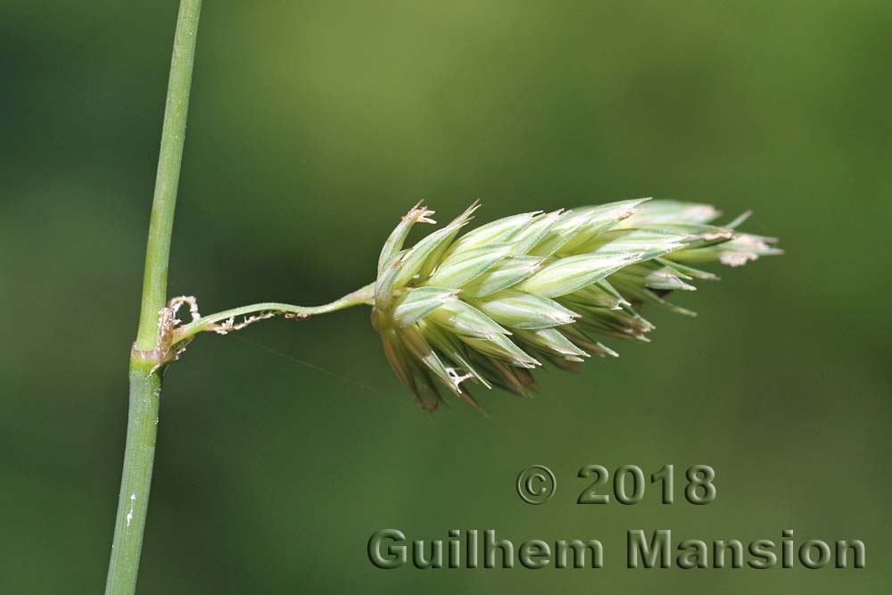 Phalaris arundinacea