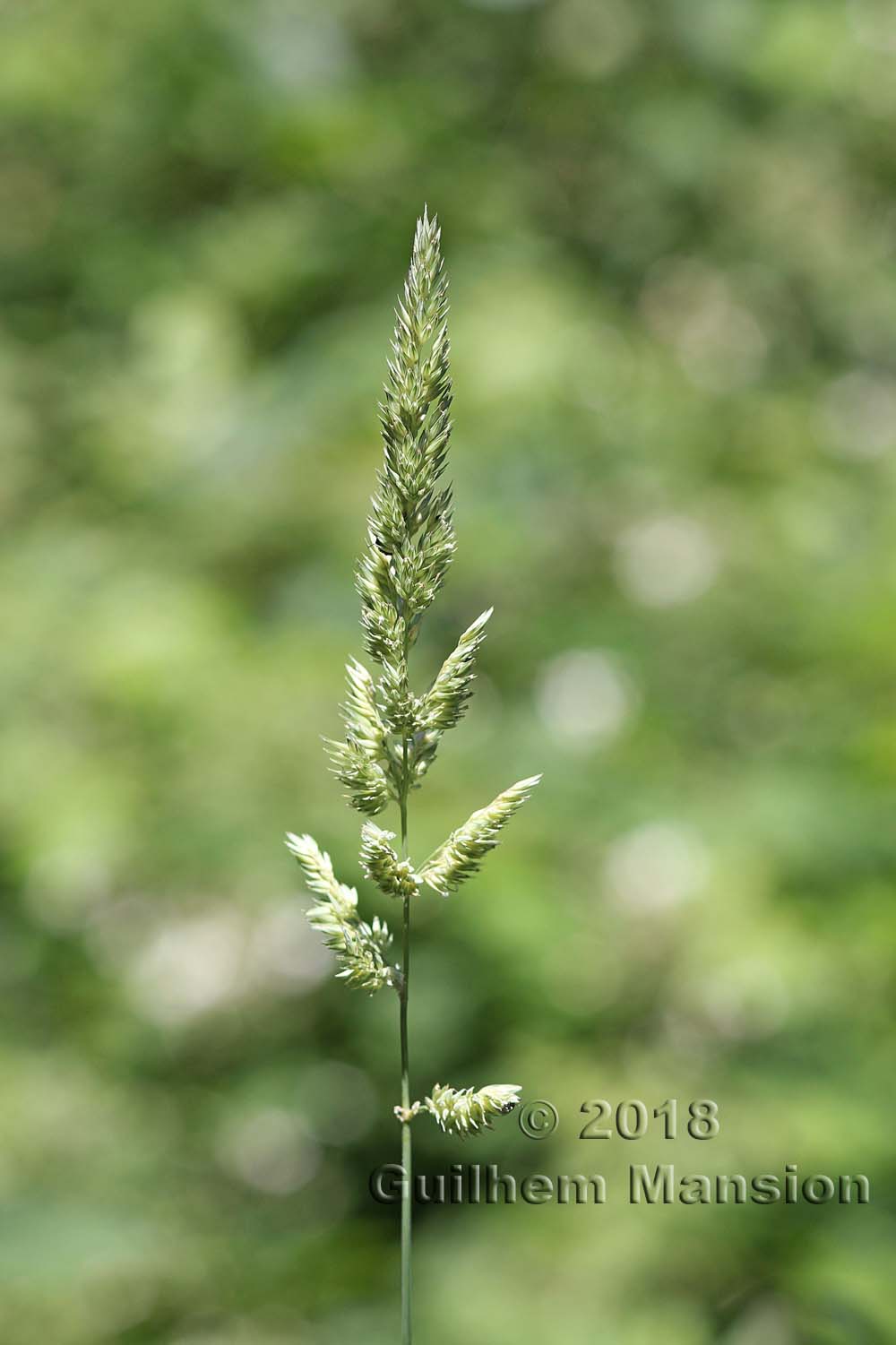 Phalaris arundinacea