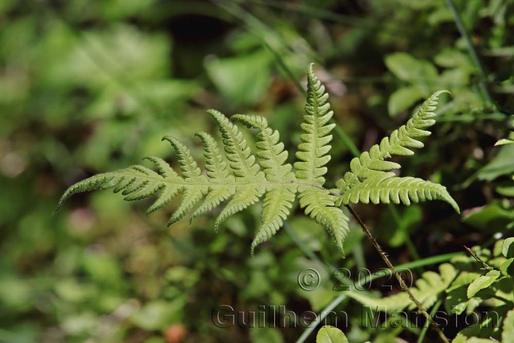 Phegopteris connectilis