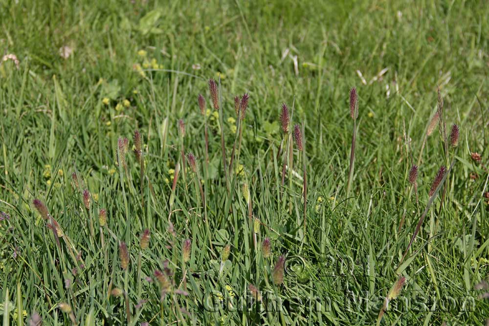 Phleum rhaeticum