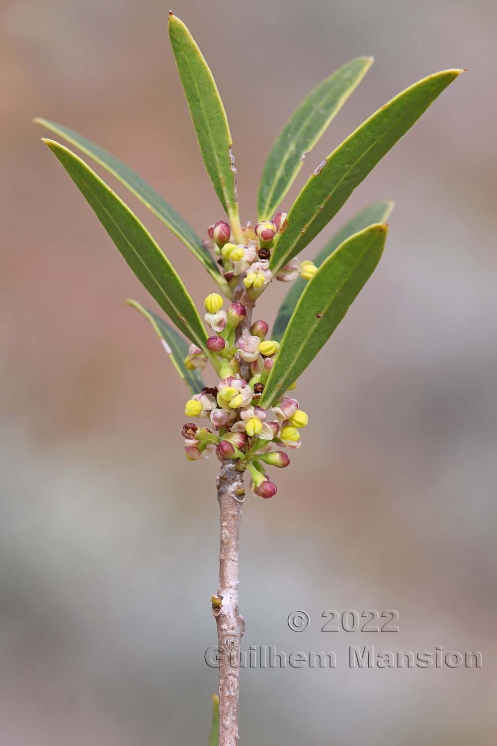 Phillyrea angustifolia