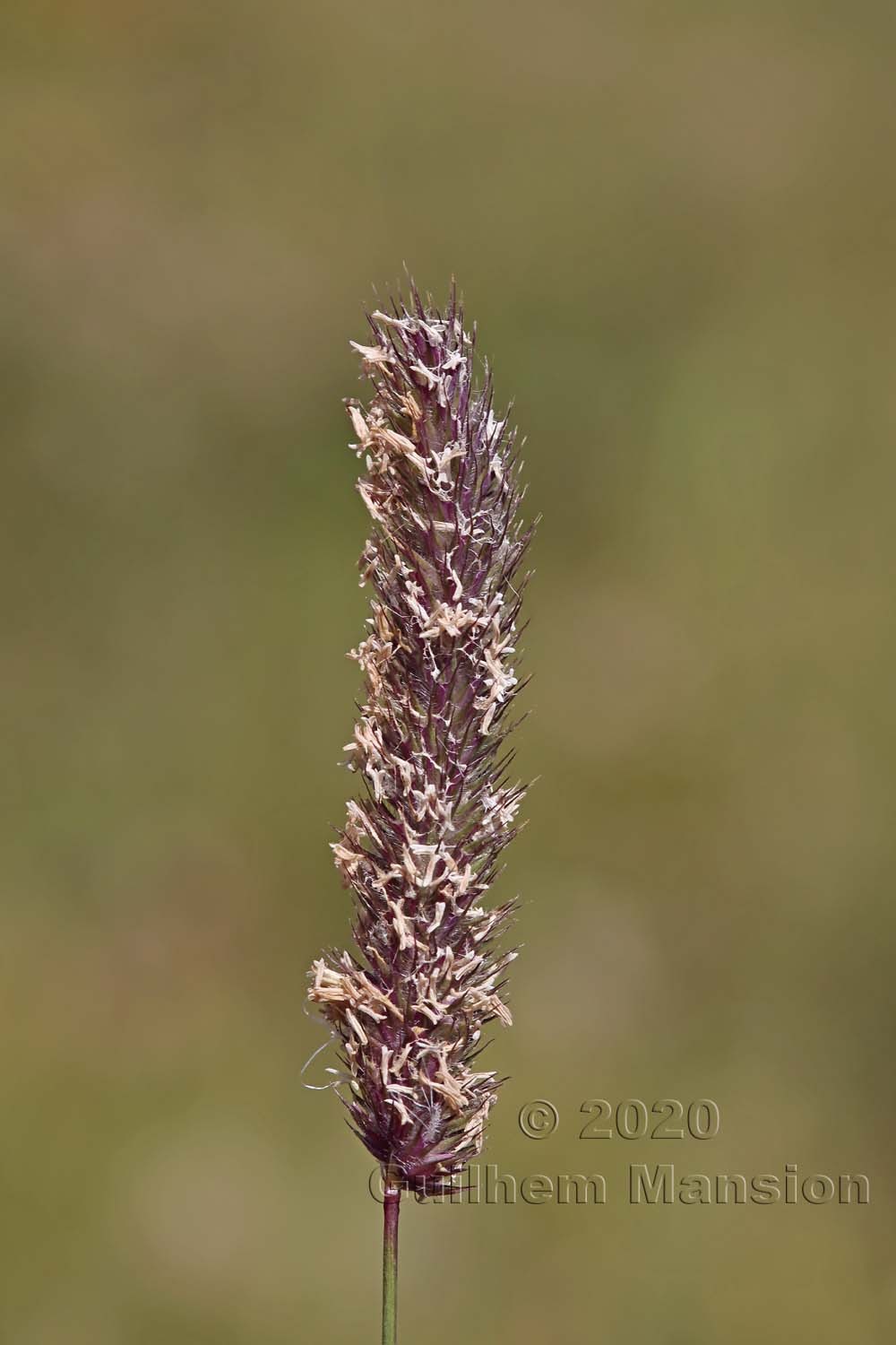 Phleum rhaeticum