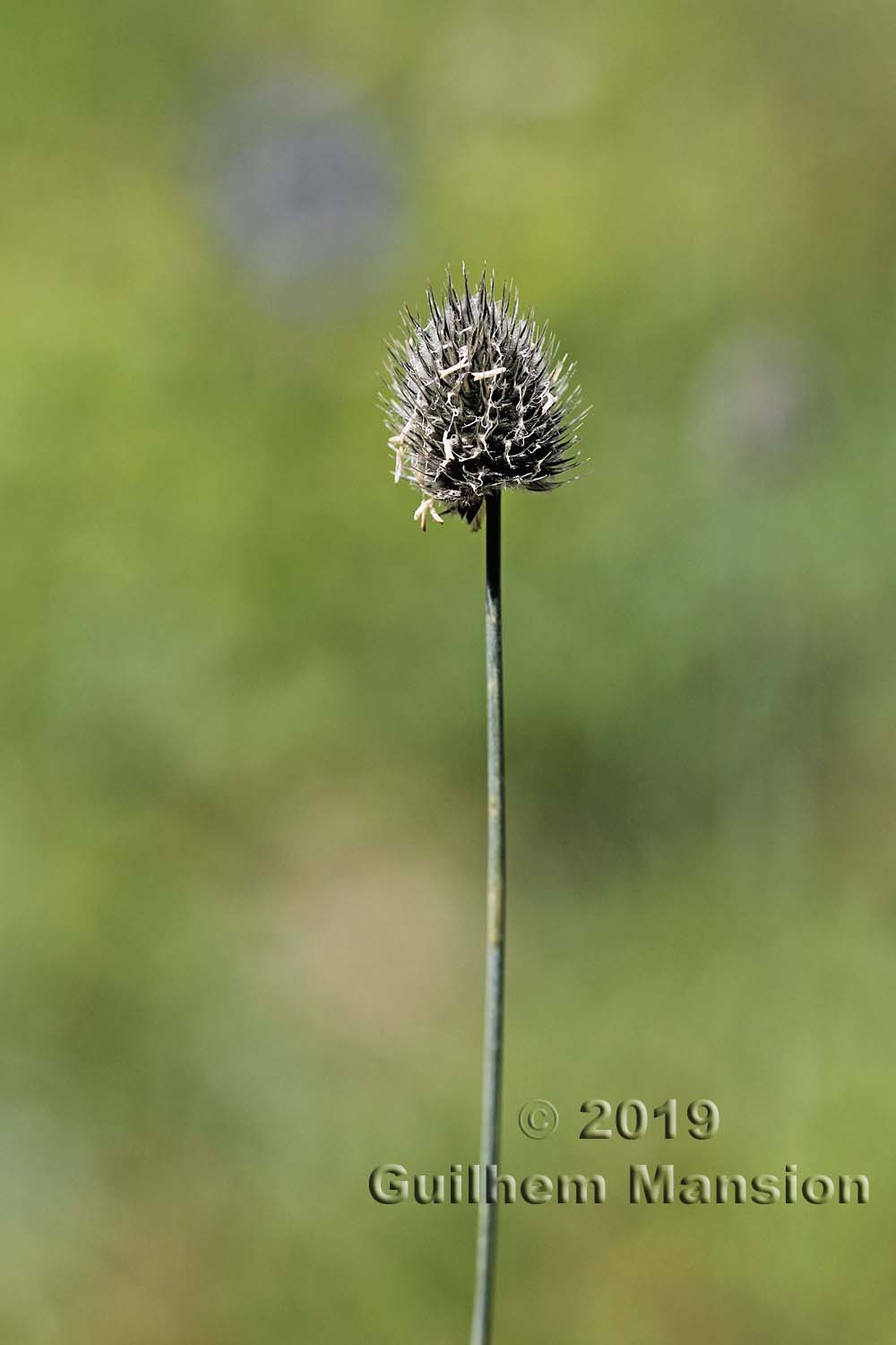 Phleum alpinum