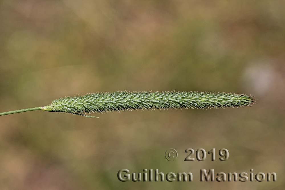 Phleum pratense