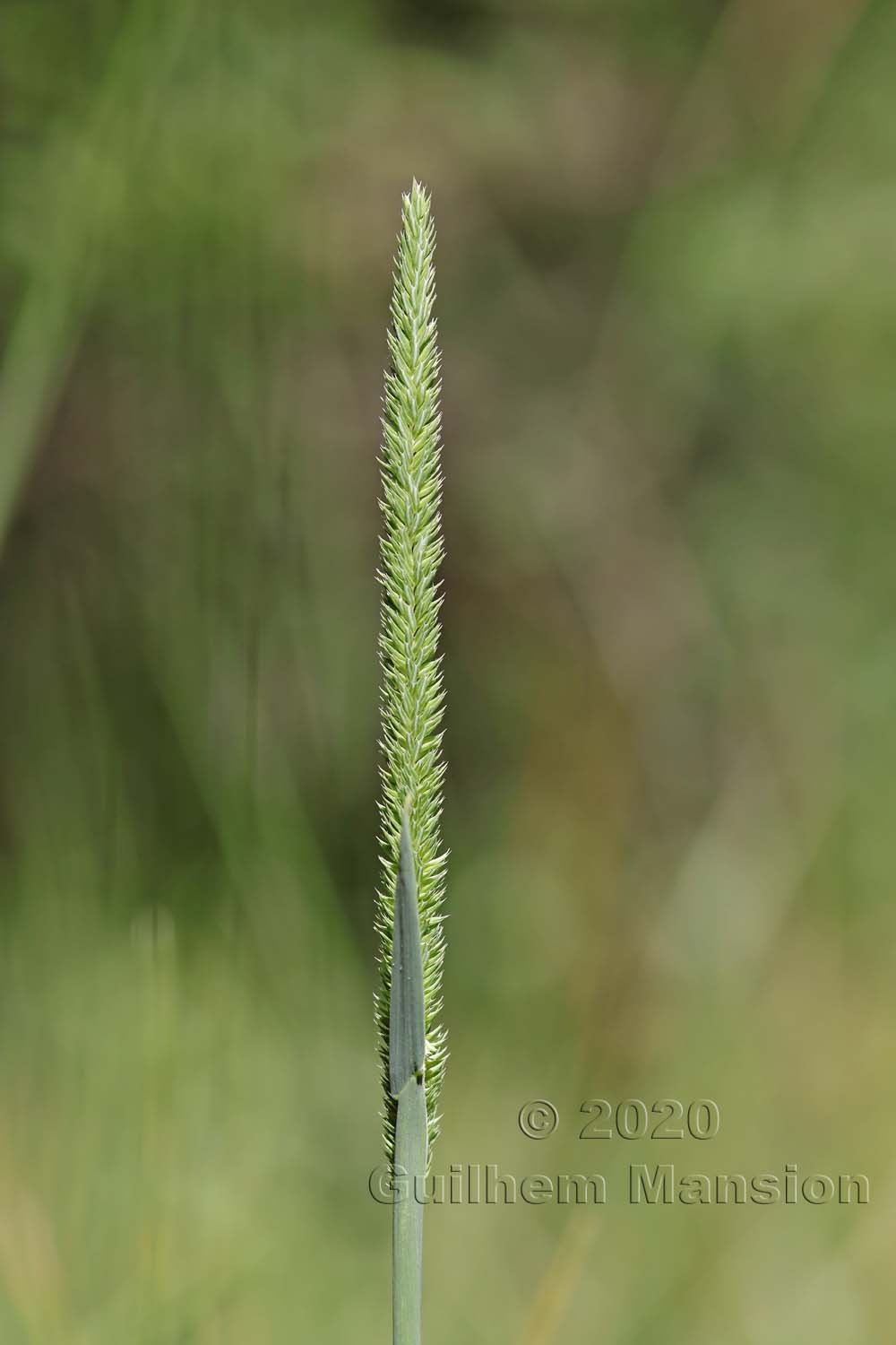 Phleum phleoides