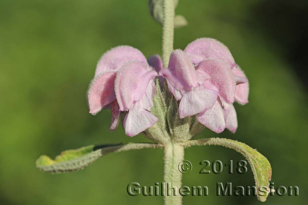 Phlomis purpurea