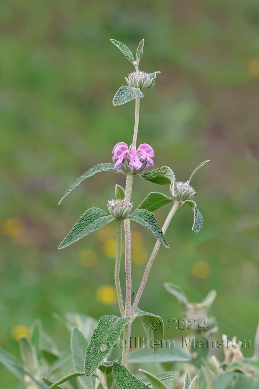 Phlomis purpurea