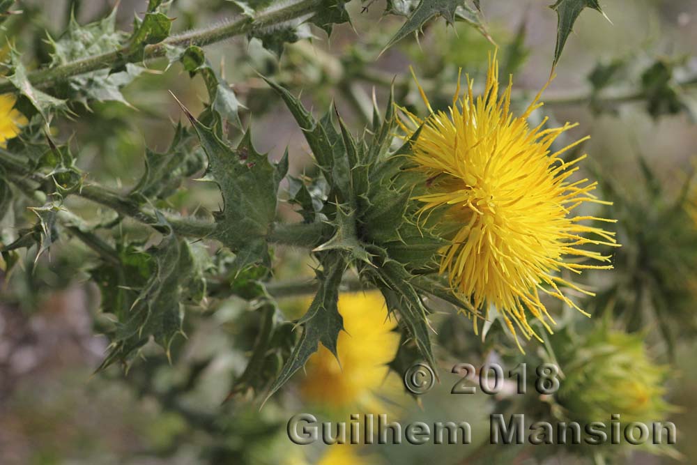 Phonus [Carthamus] arborescens