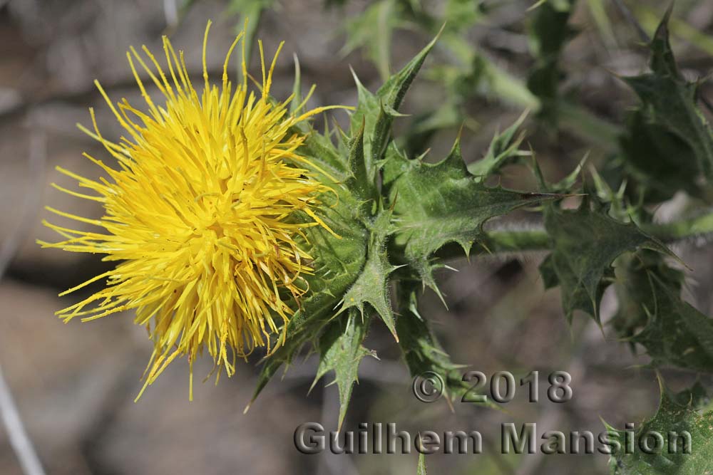 Phonus [Carthamus] arborescens