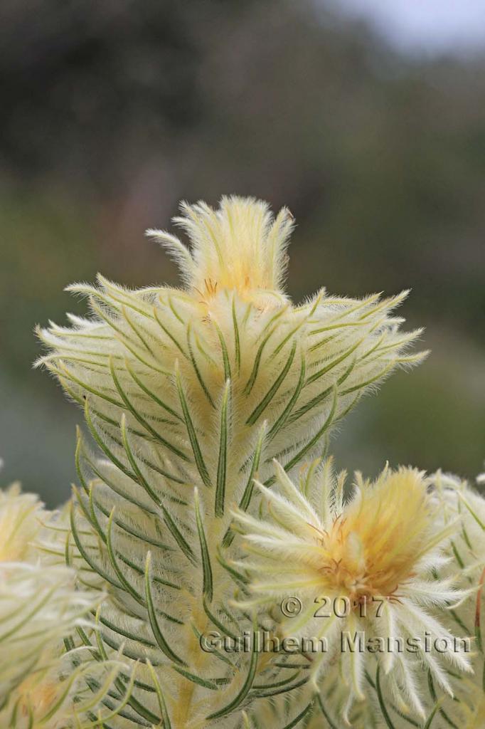 Phylica pubescens