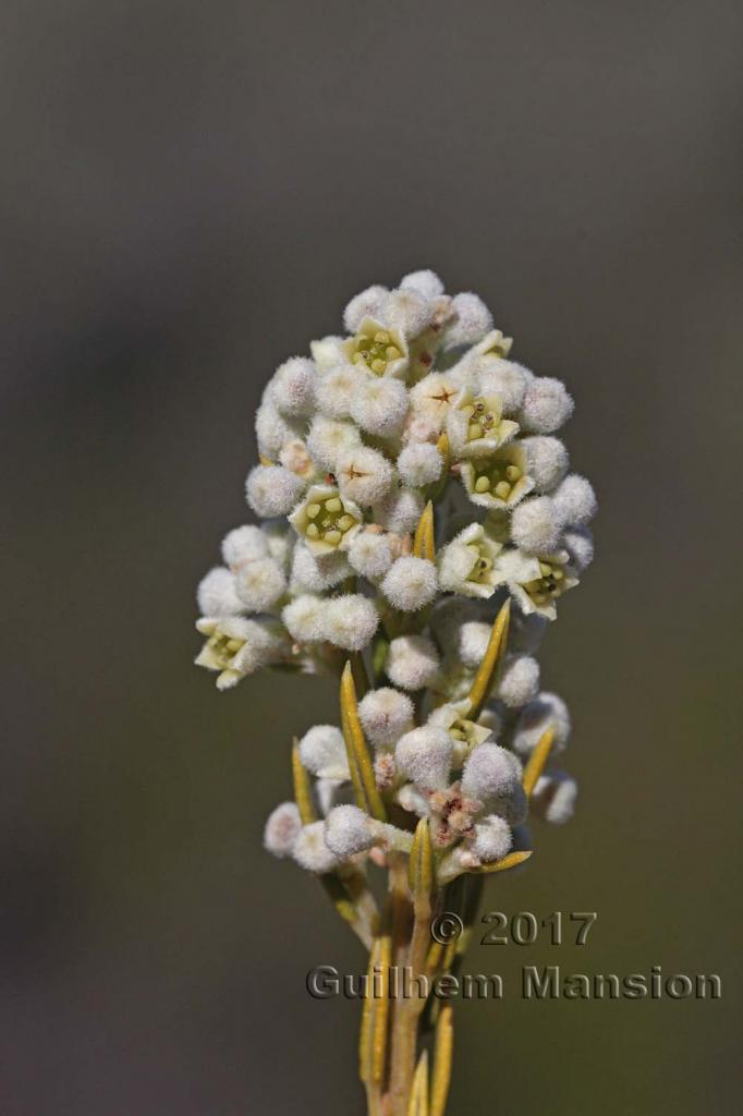 Phylica rigidifolia