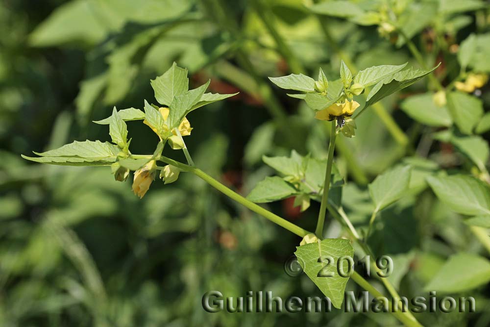 Physalis philadelphica