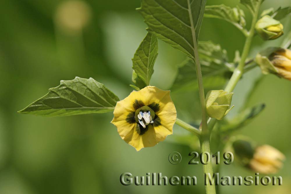 Physalis philadelphica