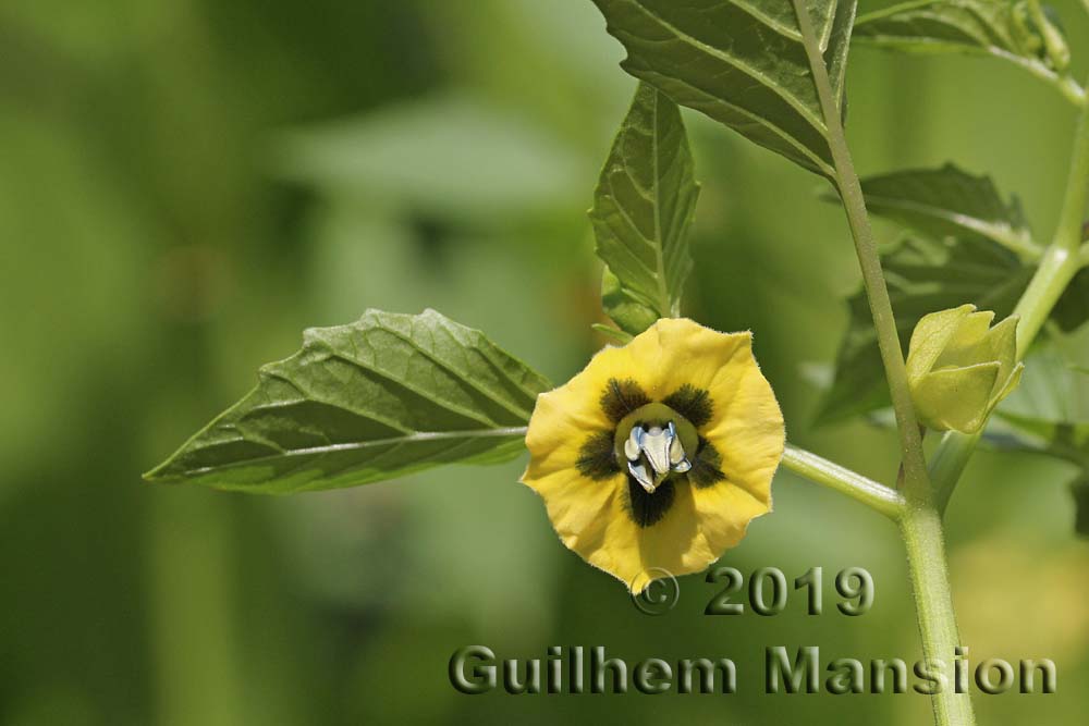 Physalis philadelphica