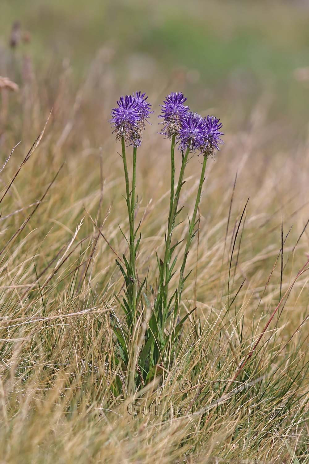 Phyteuma betonicifolium