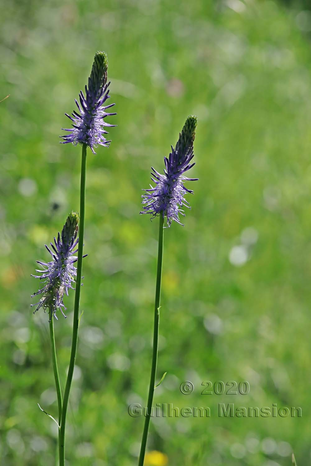 Phyteuma betonicifolium