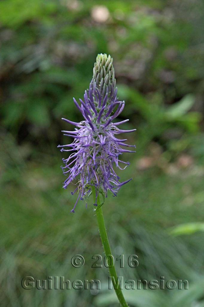 Phyteuma betonicifolium