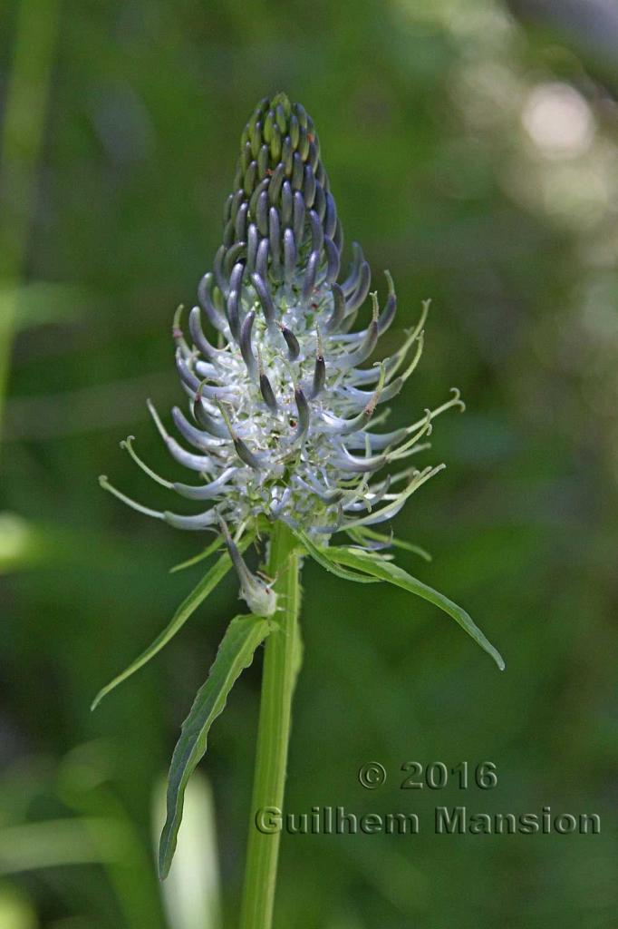 Phyteuma betonicifolium