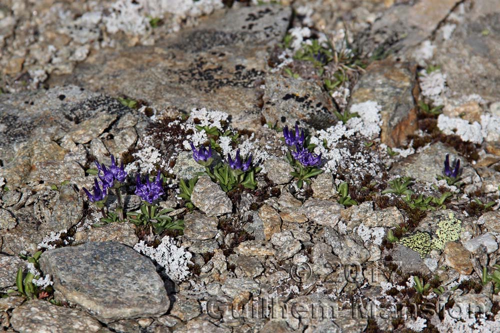 Phyteuma globulariifolium