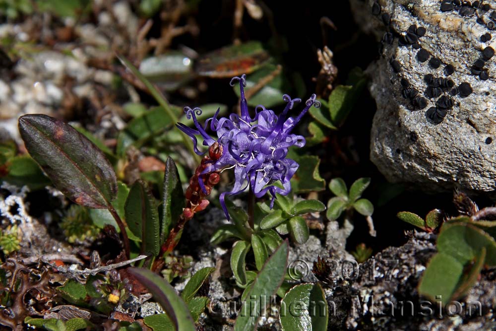 Phyteuma globulariifolium